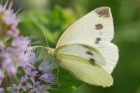 Pieris rapae