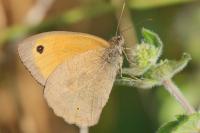 Maniola jurtina