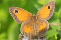Pyronia tithonus