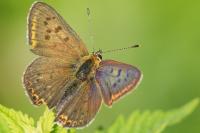 Lycaena tityrus