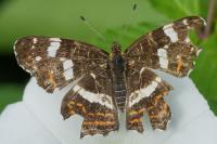 Araschnia levana