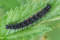 Aglais io