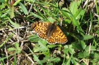 Melitaea cinxia