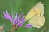Colias crocea