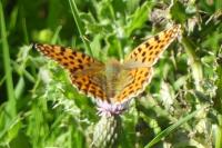 Issoria lathonia