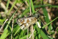 Pyrgus armoricanus
