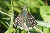 Pyrgus armoricanus