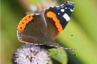 Vanessa atalanta