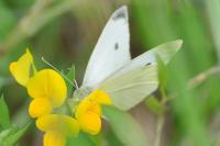 Pieris rapae