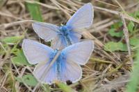 Polyommatus icarus