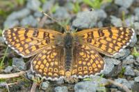 Melitaea cinxia