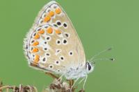 Aricia agestis
