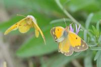 Colias crocea