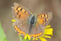 Lycaena phlaeas