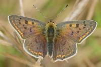 Lycaena tityrus
