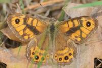 Lasiommata megera