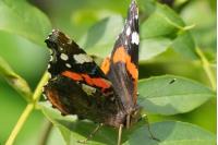 Vanessa atalanta