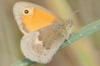Coenonympha pamphilus