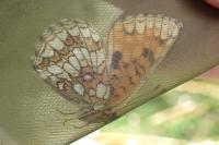 Melitaea athalia