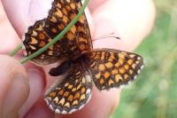 Melitaea athalia