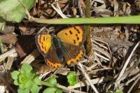 Lycaena phlaeas