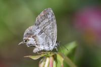 Cacyreus marshalli