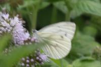 Pieris napi