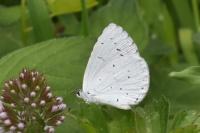 Celastrina argiolus
