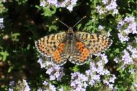 Melitaea didyma