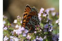 Melitaea didyma