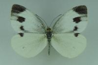 Pieris mannii