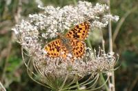 Boloria dia