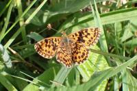 Boloria dia