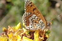 Melitaea cinxia