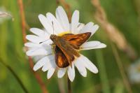 Ochlodes sylvanus