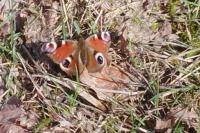 Aglais io