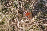 Aglais io