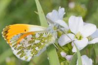 Anthocharis cardamines
