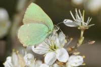 Callophrys rubi