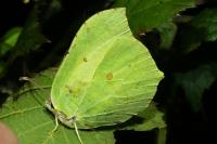 Gonepteryx rhamni