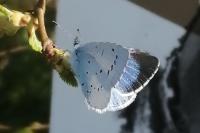 Celastrina argiolus