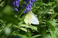 Pieris rapae