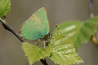 Callophrys rubi