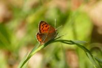 Lycaena phlaeas