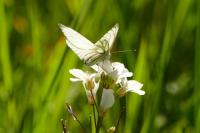 Pieris napi