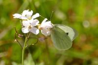 Pieris brassicae