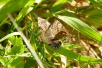 Erynnis tages