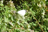 Pieris brassicae