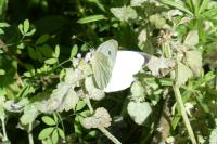 Pieris brassicae
