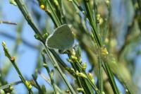 Celastrina argiolus